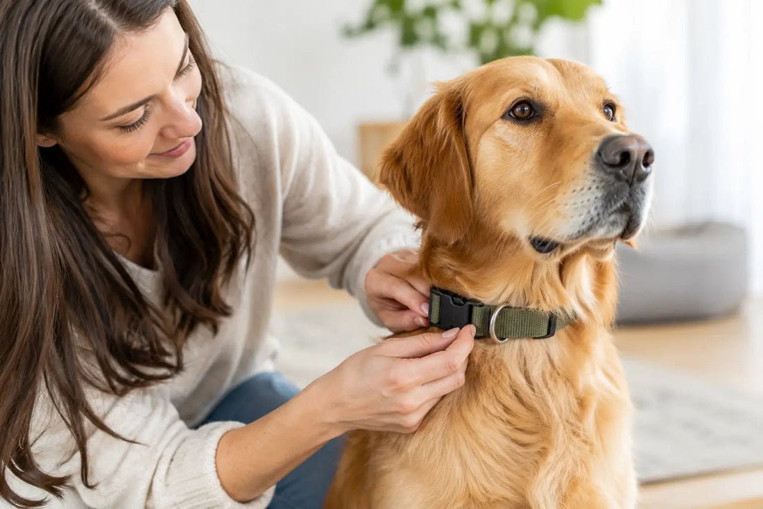 Hundehalsband richtig anpassen für guten Sitz - Lucky Dog Shop