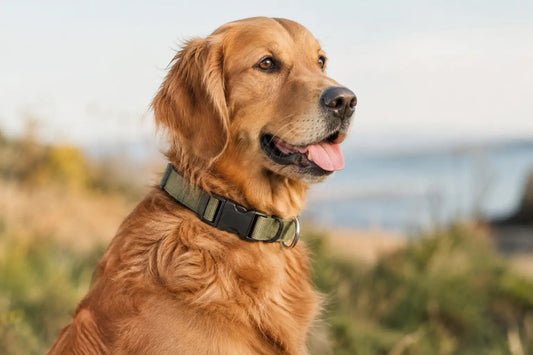 Halsbänder für Hunde mit richtig gutem Sitz - Lucky Dog Shop