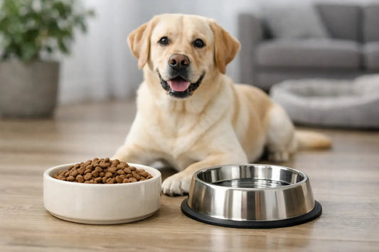 Keramiknapf oder Edelstahl für den Hund? - Lucky Dog Shop