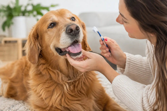 Was tun bei Mundgeruch beim Hund? 7 Schritte - Lucky Dog Shop