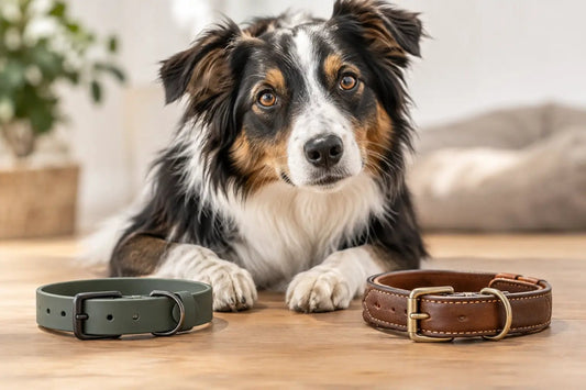 Biothane oder Lederhalsband: Was passt? - Lucky Dog Shop