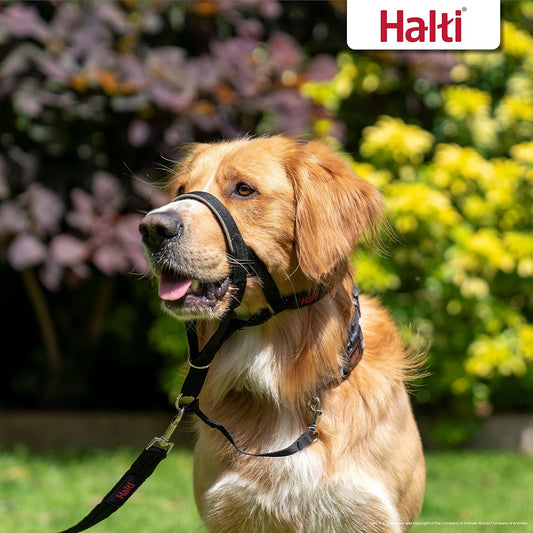HALTI Kopfgeschirr - Verhindert, dass Ihr Hund an der Leine zieht, Einfache Anpassung, Leicht, mit gepolstertem Nasenriemen, Anti - Zug - Halsband für kleine Hunde (Größe 0, Schwarz) - Lucky Dog Shop